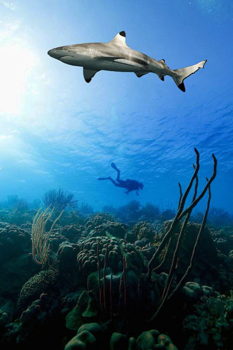 鯊魚為什么不吃潛水員？