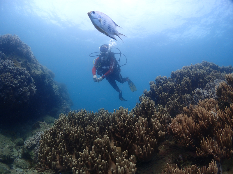 目前世界較大的潛水培訓系統(tǒng)有哪些？