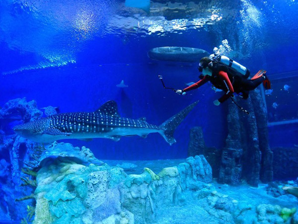 潛在水里，學(xué)做一條靜靜的魚