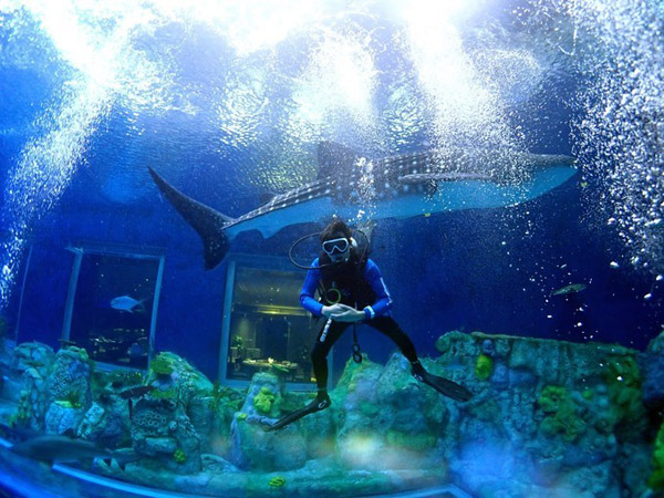 潛在水里，學(xué)做一條靜靜的魚