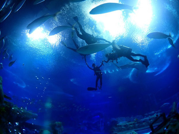 潛在水里，學(xué)做一條靜靜的魚