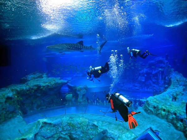 潛在水里，學(xué)做一條靜靜的魚