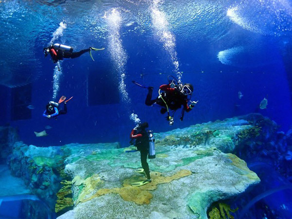 潛在水里，學(xué)做一條靜靜的魚