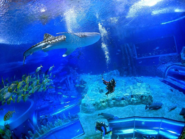 潛在水里，學(xué)做一條靜靜的魚