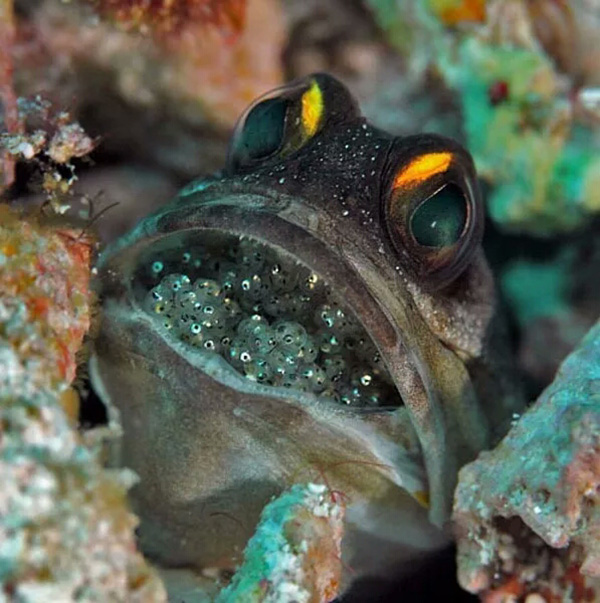 【潛水這艘賊船，這次開往上帝的花園】文章轉(zhuǎn)自/三聯(lián)生活周刊