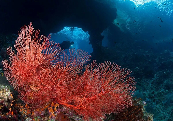 【潛水這艘賊船，這次開往上帝的花園】文章轉(zhuǎn)自/三聯(lián)生活周刊