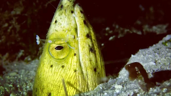 潛水拍照新姿勢，放下你的剪刀手，我們來這樣拍