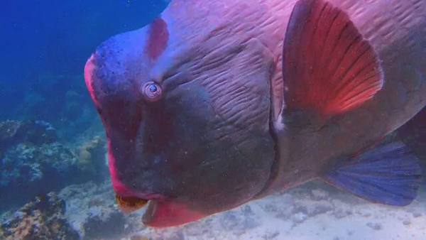 潛水拍照新姿勢，放下你的剪刀手，我們來這樣拍