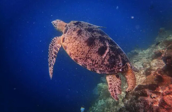 潛水拍照新姿勢，放下你的剪刀手，我們來這樣拍