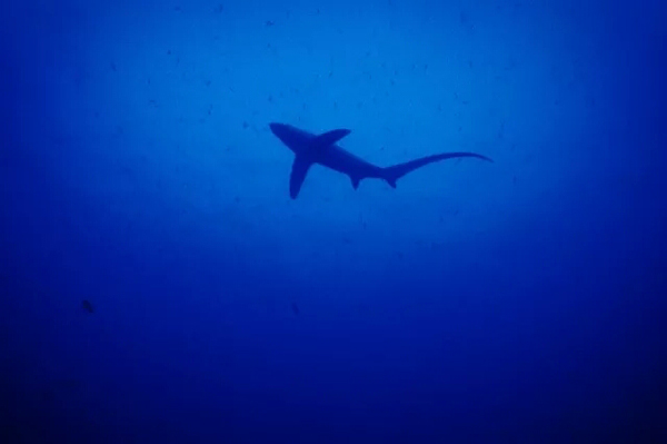 潛水拍照新姿勢，放下你的剪刀手，我們來這樣拍